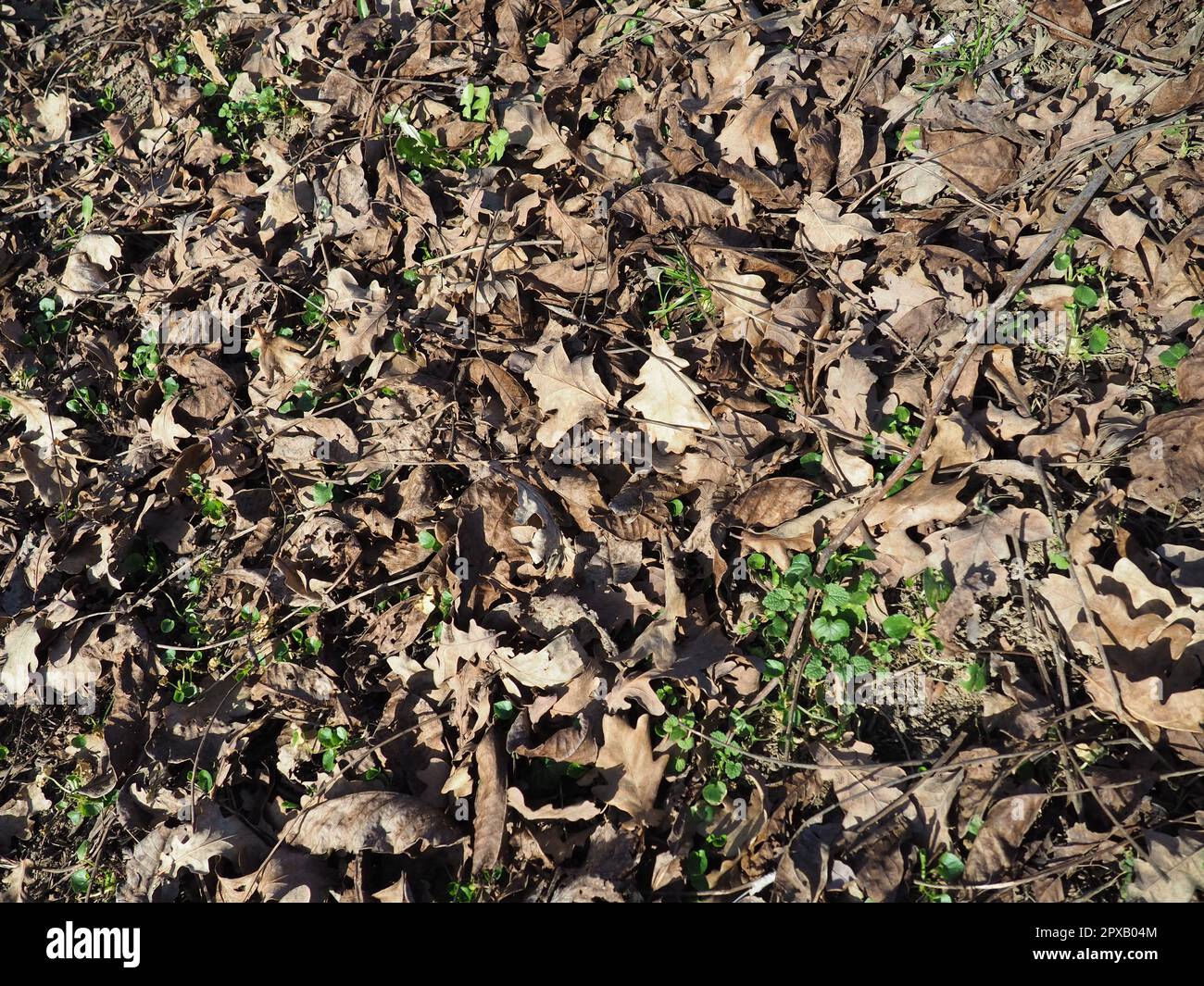 Dry oak leaves on the ground for background Stock Photo - Alamy