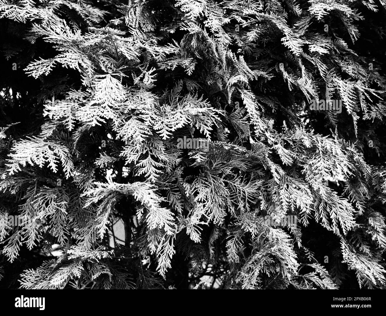 Cedar tree leaves Black and White Stock Photos & Images Alamy