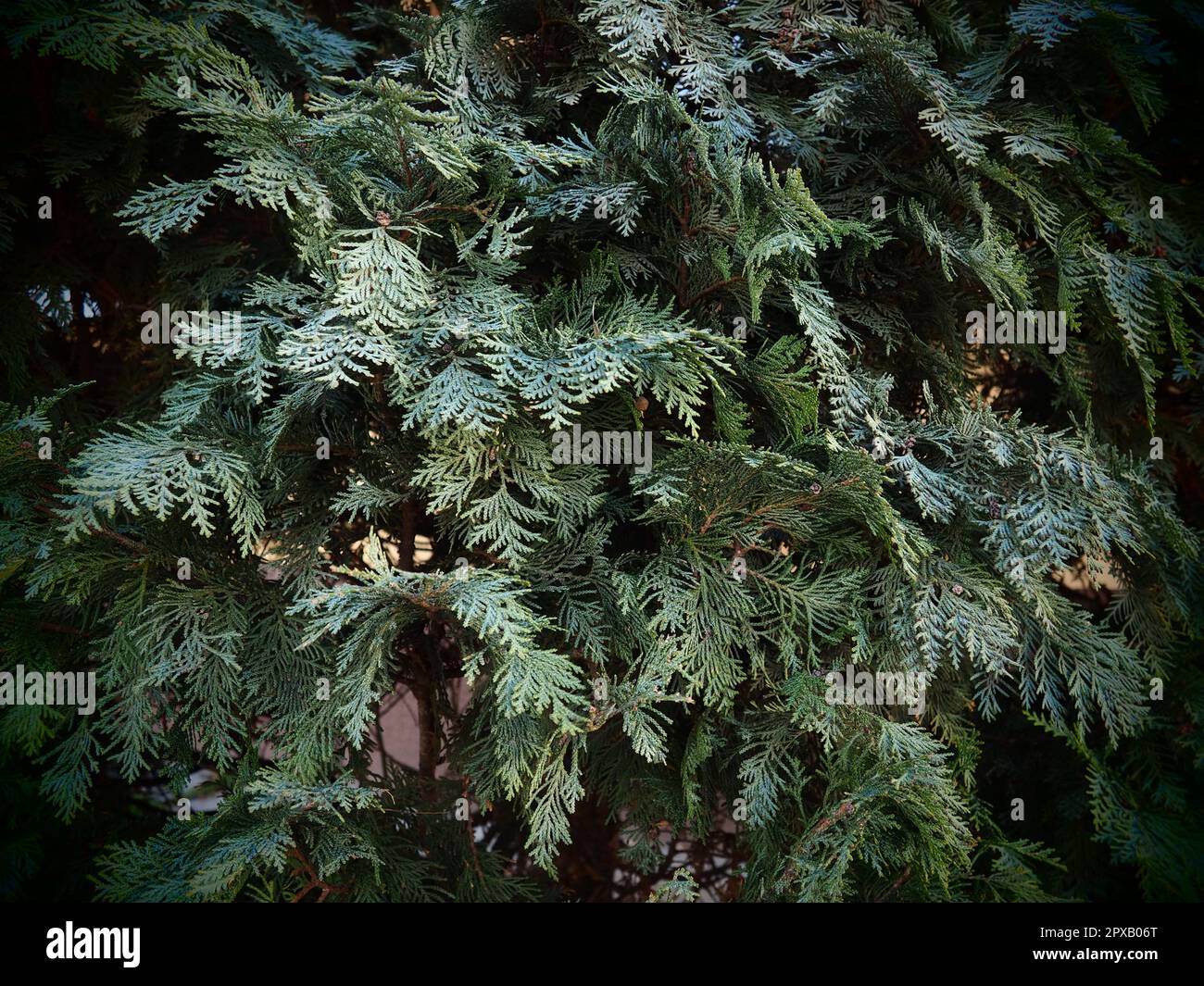 Evergreen tree branch. Closeup of beautiful green christmas leaves of Thuja trees. Thuja twig, Thuja occidentalis is an evergreen coniferous tree. Stock Photo