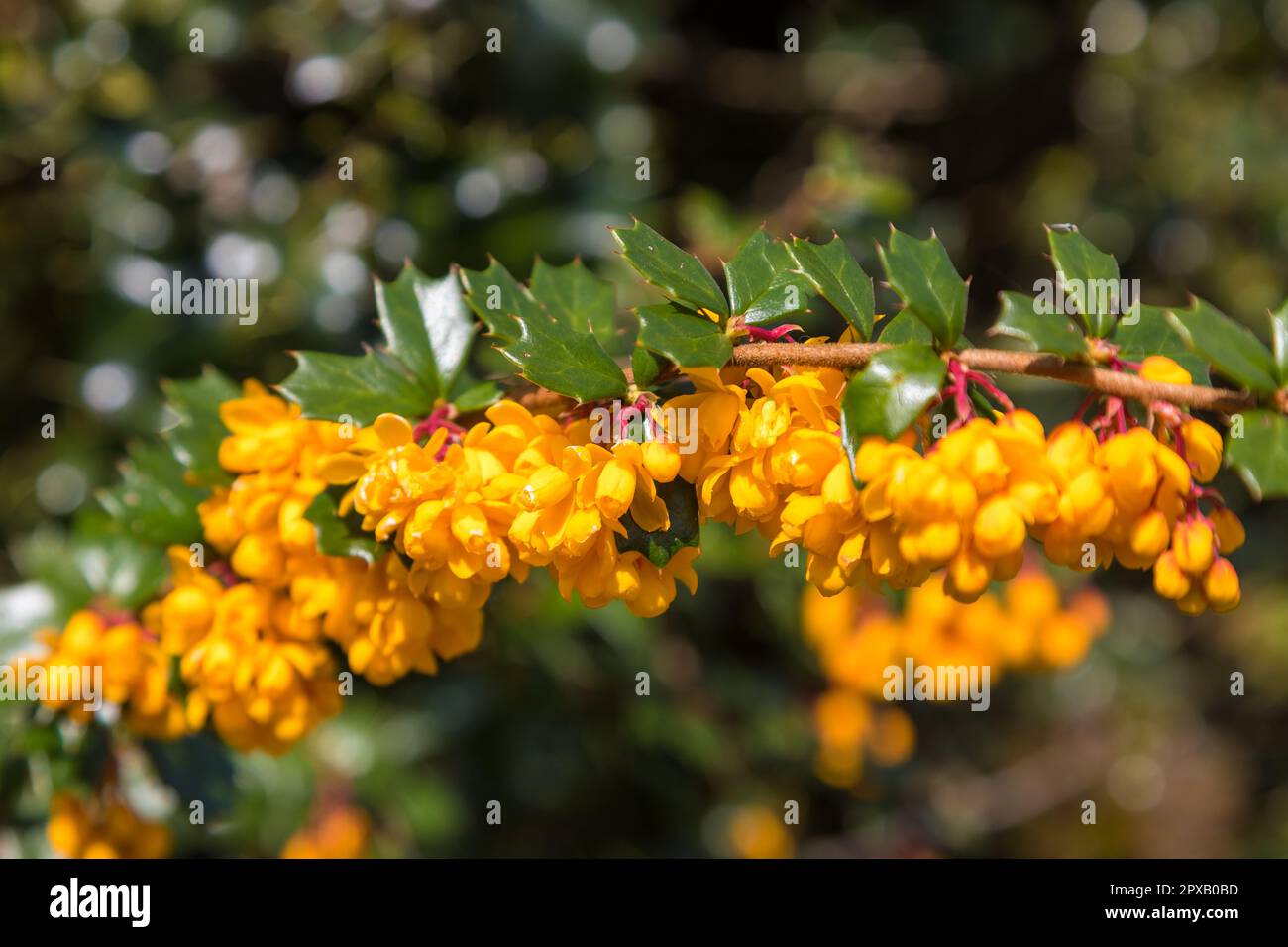 Darwin barberry with yellow flower in the garden Sedbergh, Yorkshire Dales, UK. Stock Photo