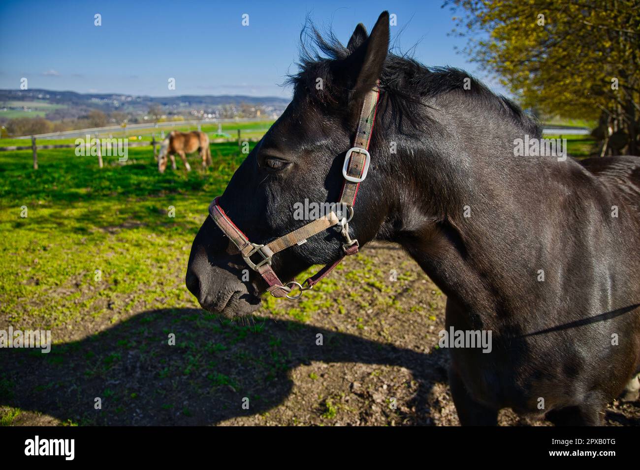 A horse with no name Stock Photo Alamy