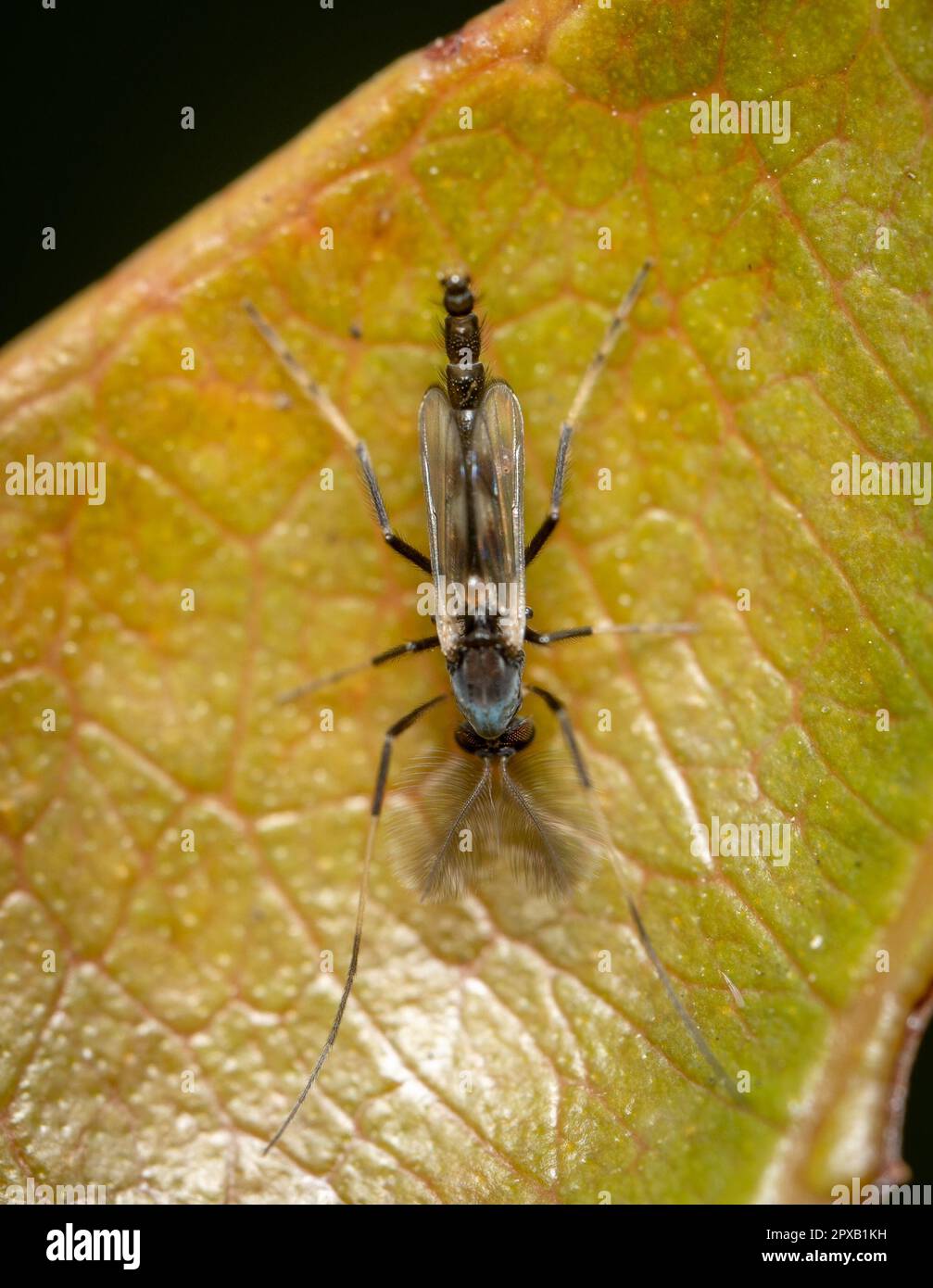 Midge on a leaf hires stock photography and images Alamy