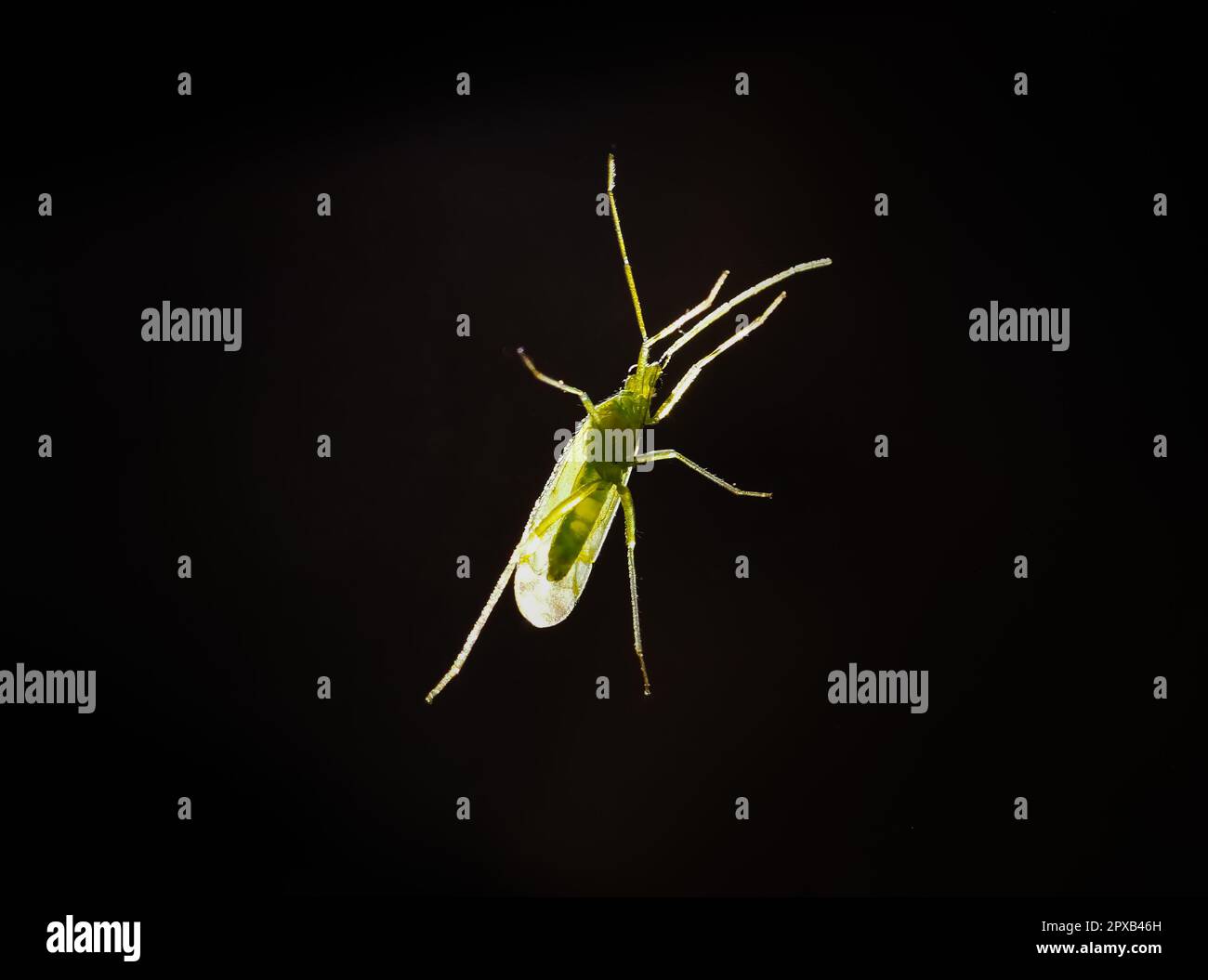 Macro bottom view of Macrolophus pygmaeus insect, a species of plant bug in the family Miridae Stock Photo