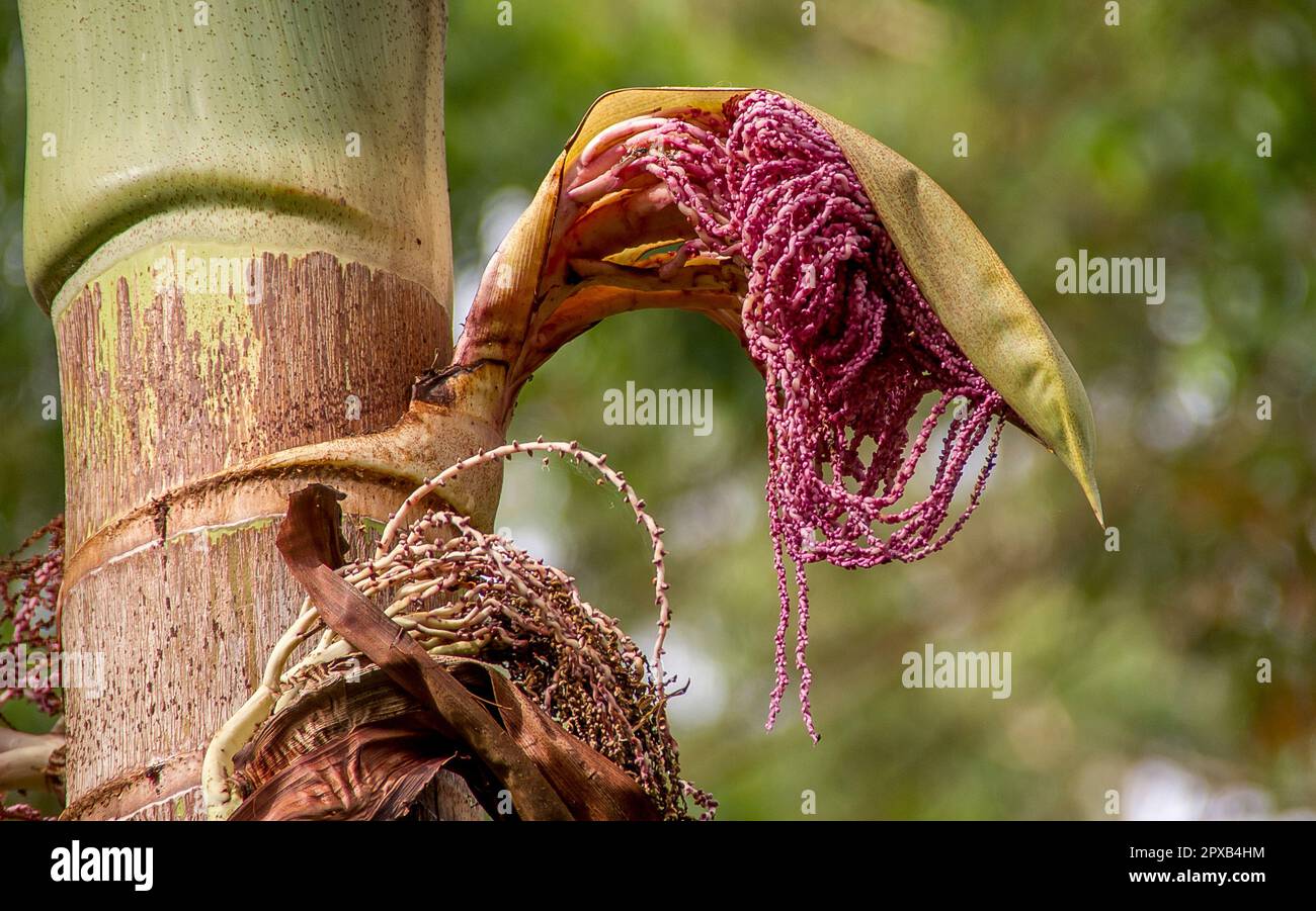 Close-up opening inflorescence of Bangalow palm (Archontophoenix cunninghamiana), splitting open to reveal lilac flowers. Rainforest, Qld, Australia Stock Photo
