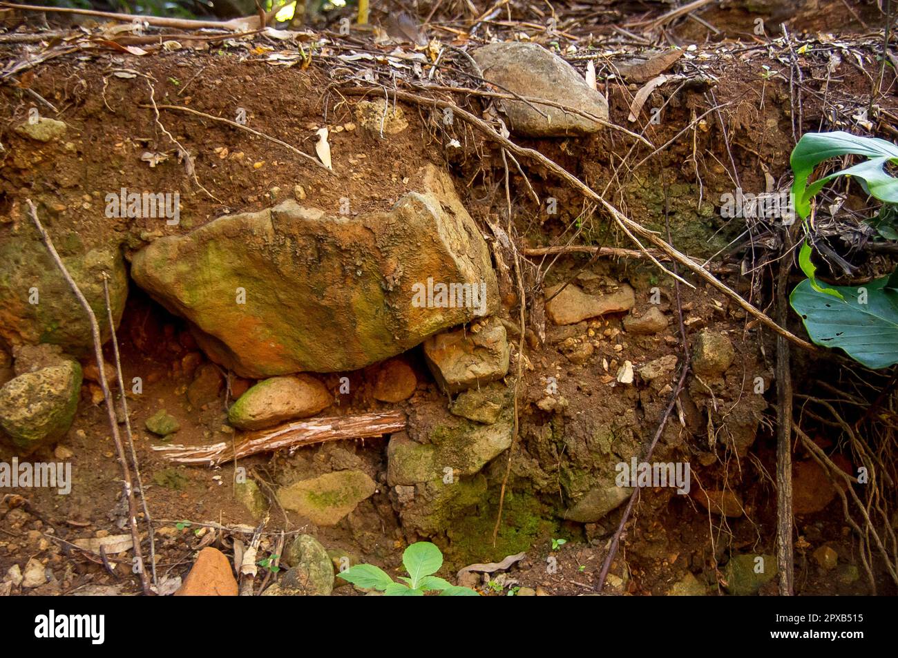Volcanic basalt boulders and exposed tree roots after a landslip of unconsolidated ground caused by rain,  in rainforest.  Queensland, Australia Stock Photo