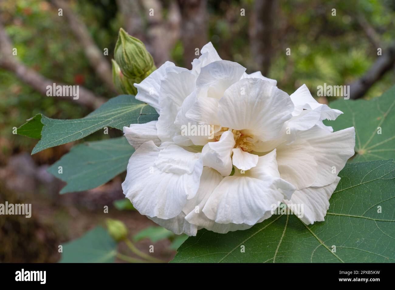 Closeup view of white hibiscus mutabilis flower aka Confederate rose or Dixie rosemallow with foliage isolated outdoors on natural background Stock Photo