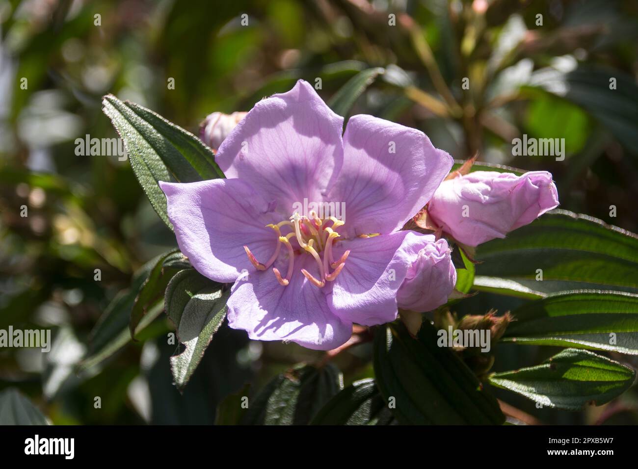Pale pink flowers of Australian native Blue Tongue, Native Lasiandra, Melastoma malabathricum,  Sunny Queensland garden.Tamborine Mountain. Stock Photo