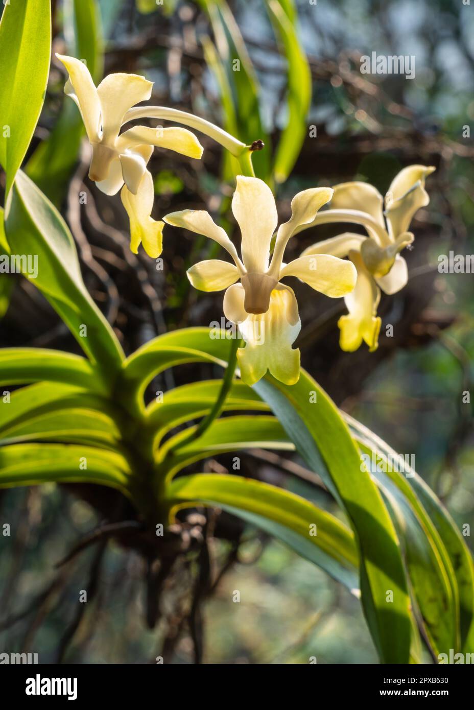 Closeup view of backlit yellow and white flowers of vanda denisoniana epiphytic orchid species blooming outdoors on natural background Stock Photo