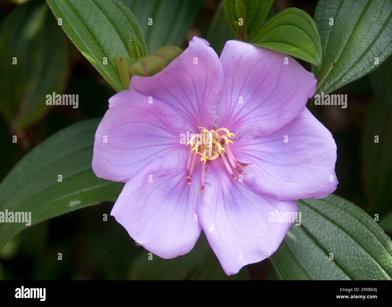 Single pale pink flower of Australian native Blue Tongue, Native Lasiandra, Melastoma malabathricum,  Queensland garden,Tamborine Mountain. Stock Photo