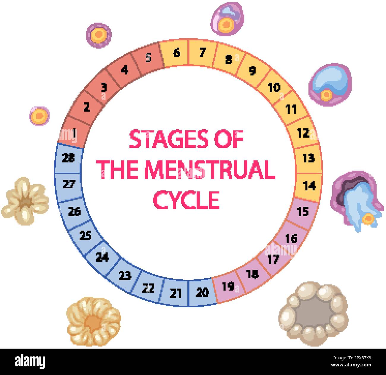 Stages Of The Menstrual Cycle Illustration Stock Vector Image And Art Alamy 6044
