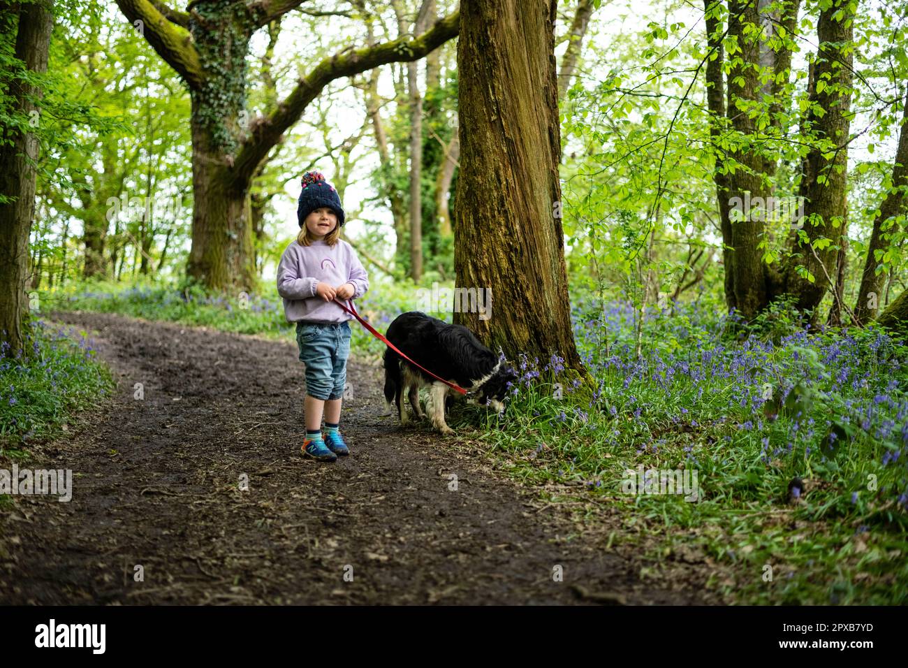 Toddler walking with border collie in bluebell forest Stock Photo