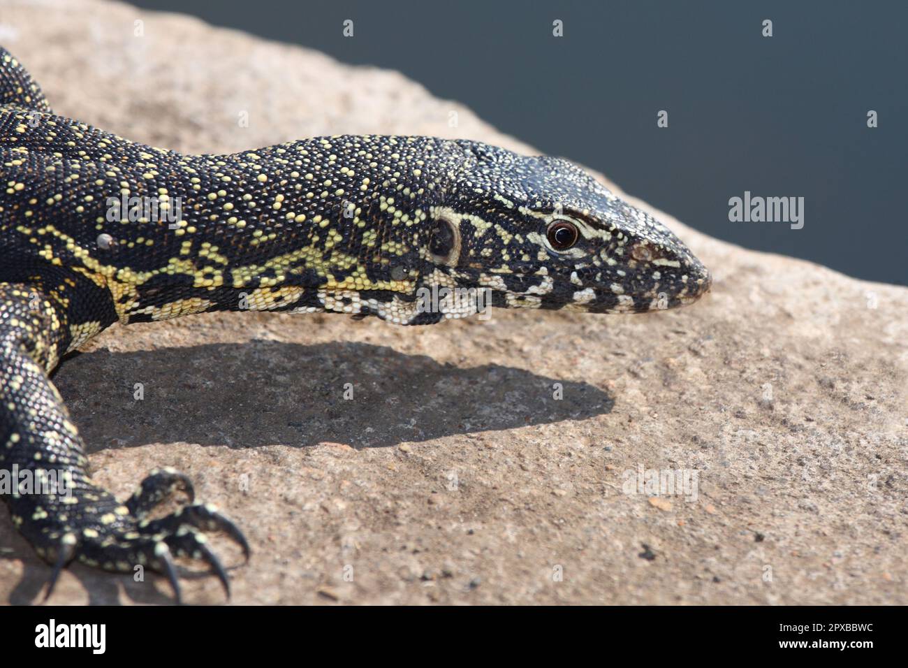 Nilwaran / Nile monitor / Varanus niloticus Stock Photo - Alamy
