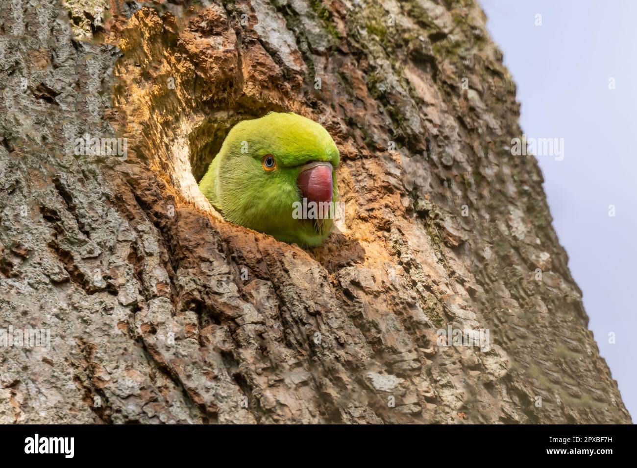 Female Ring-necked Parakeet in her nest hole - Devon Stock Photo