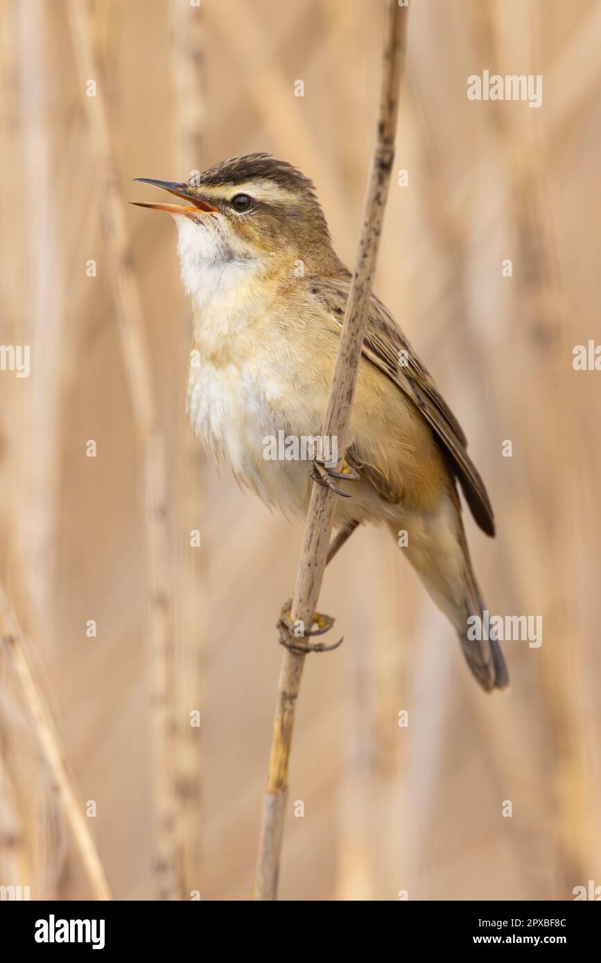 Sedge Warbler singing in a reed bed Stock Photo - Alamy