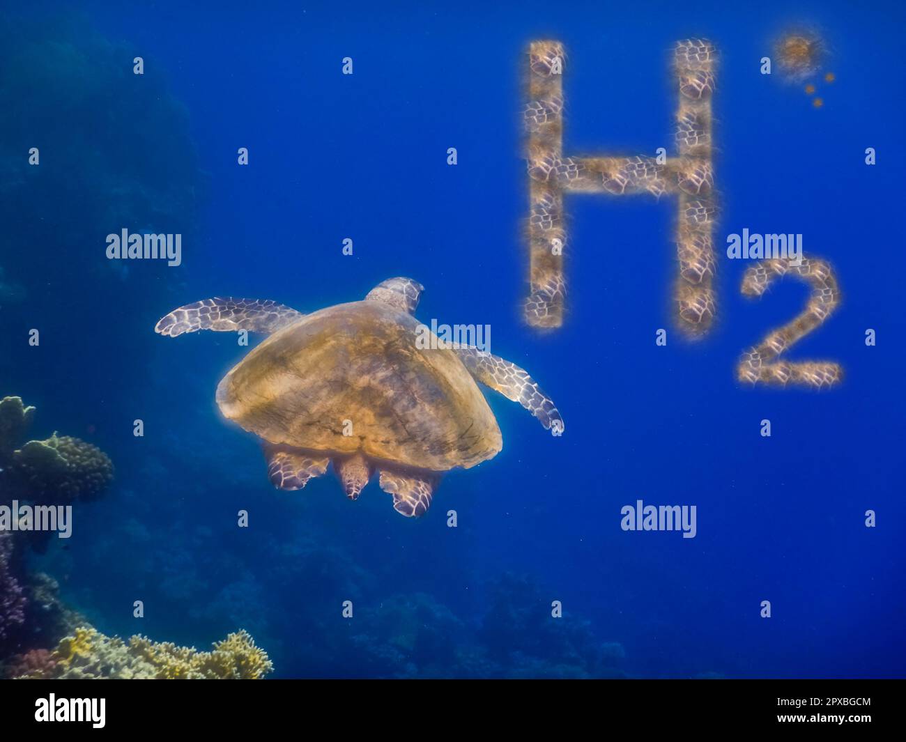 renewable pure energy h2 hydrogen and a green sea turtle hovering in ...
