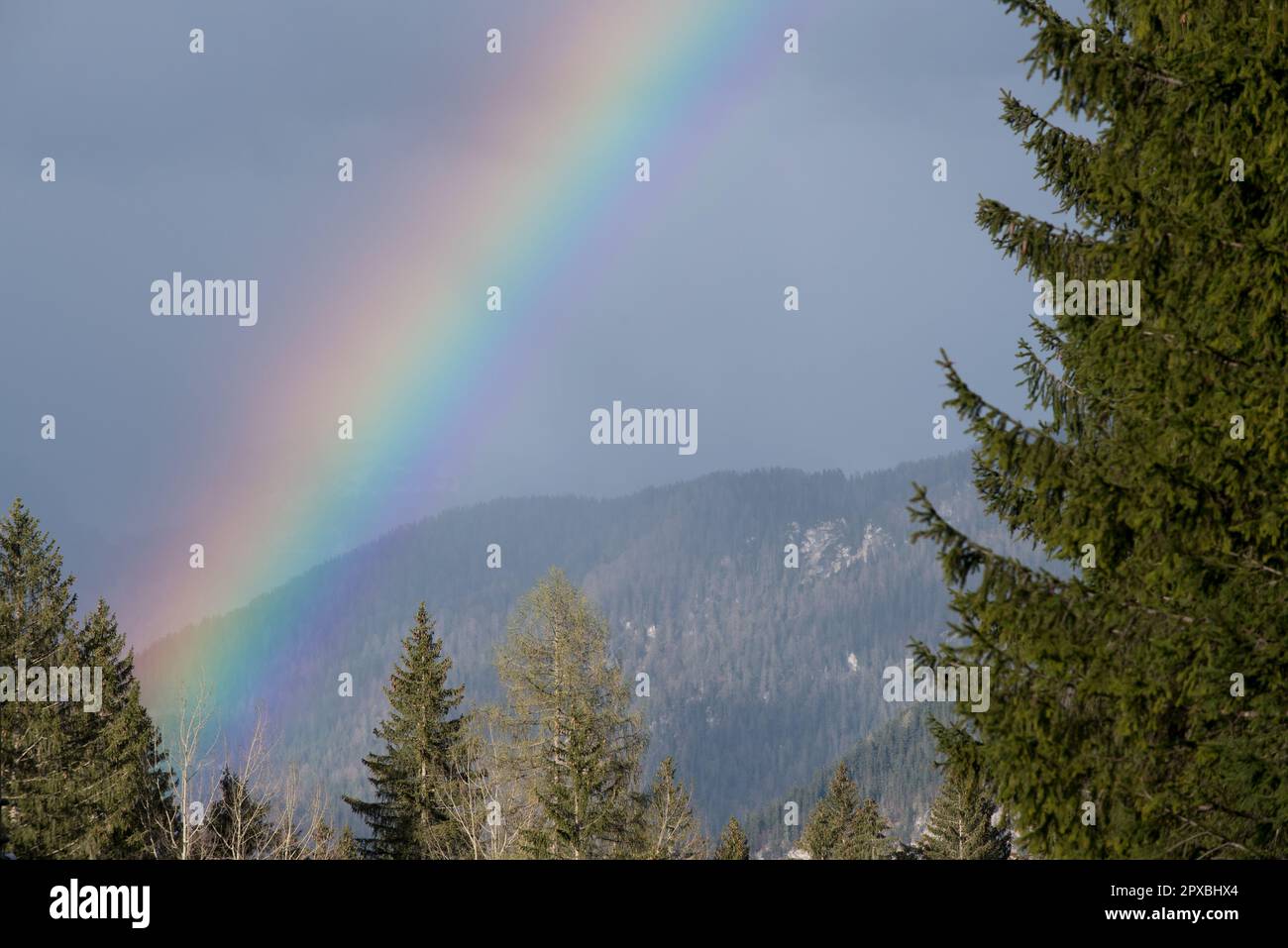 uno splendido arcobaleno in un bosco di montagna, i colori dell'arcobaleno, simbolo. Stock Photo