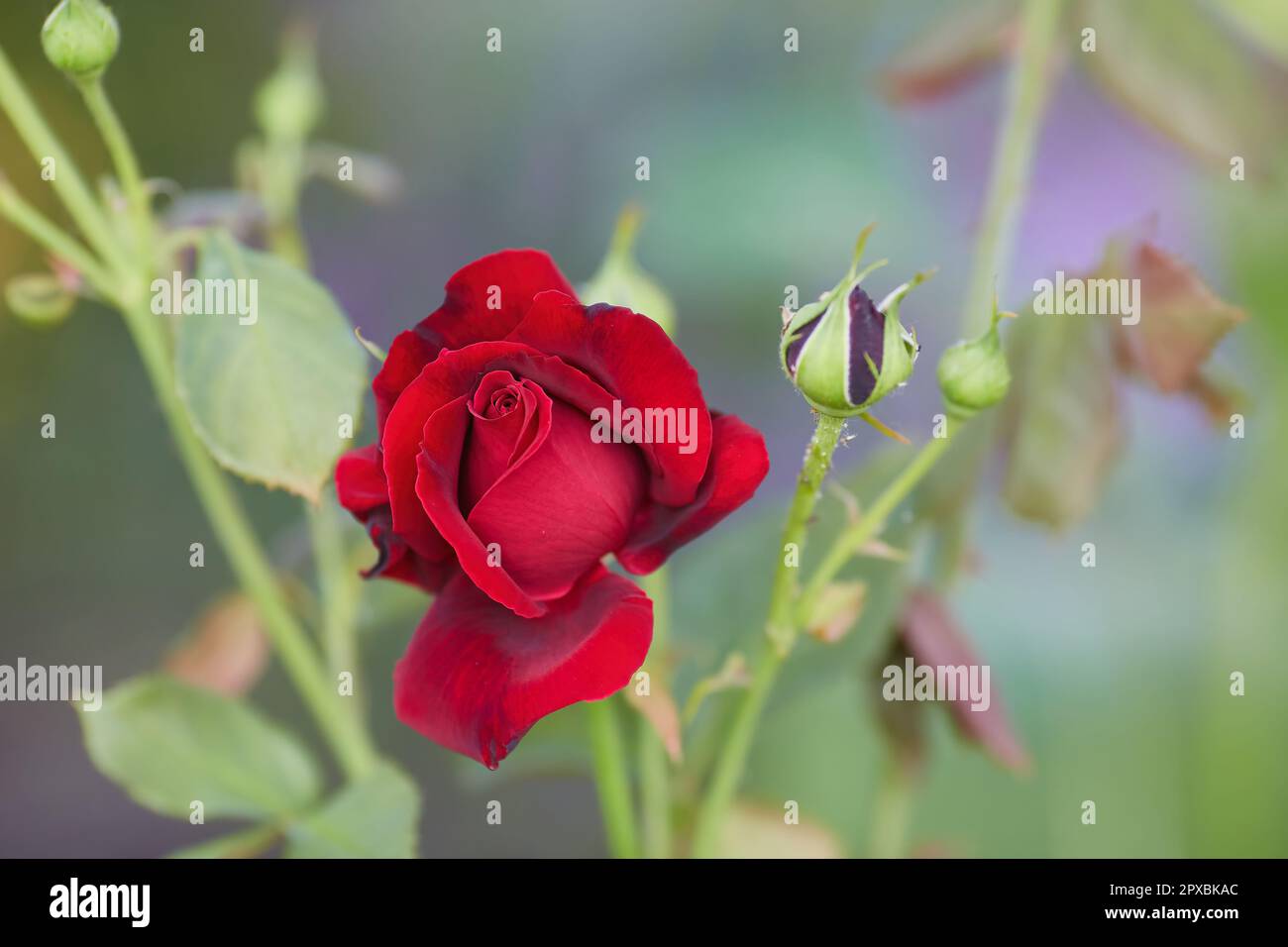 Red roses bloom in the summer in the country garden Stock Photo Alamy