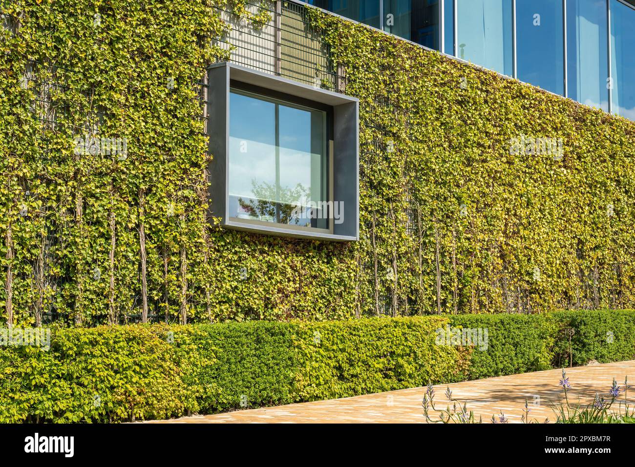 Window and the wall of modern sustainable office building, climber plants growing on the wall, urban greening example Stock Photo