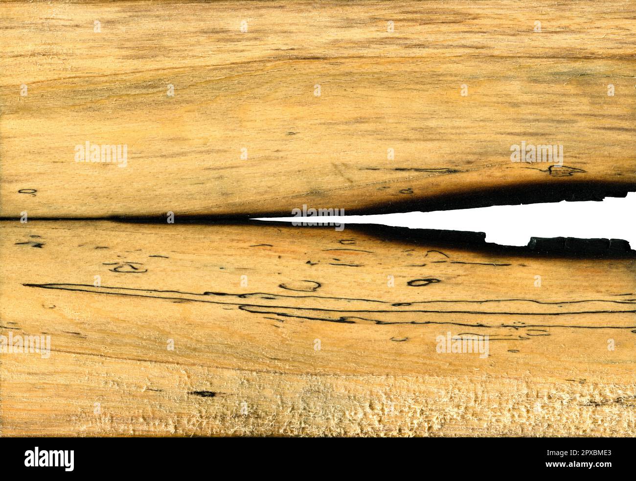 Wheel Marking Gauge Kit For Woodworking - Brass Head, Hornbeam Wood, With 2 Extra Blades