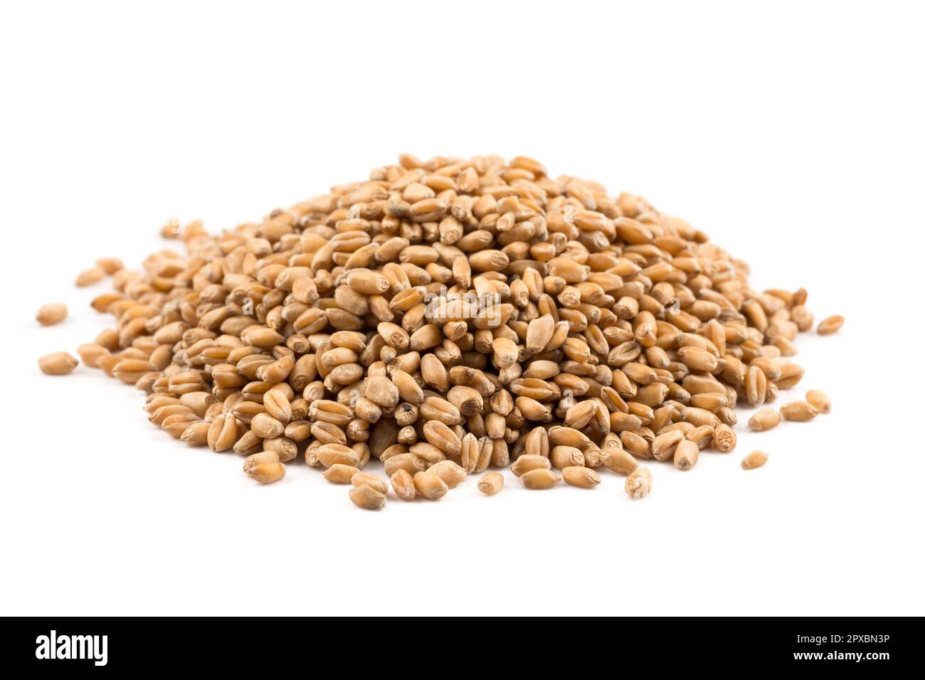 Spelt grain dinkel wheat isolated on white background Stock Photo Alamy
