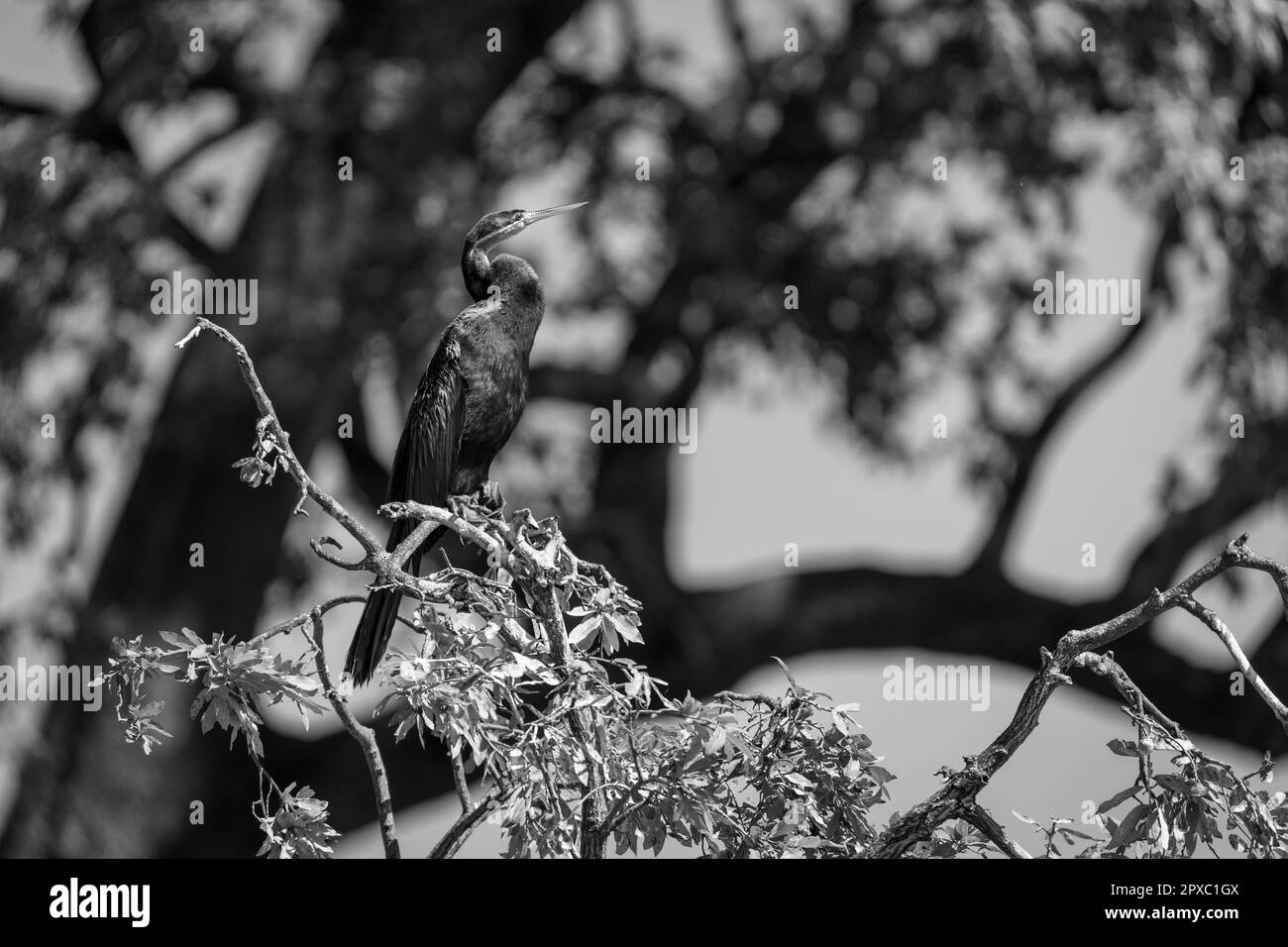 Mono African darter with catchlight on branches Stock Photo