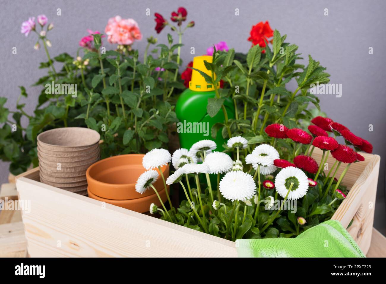 Flower pots for small garden, patio or terrace. Seedlings of spring beautiful flowers and gardening tools in a wooden box. Stock Photo