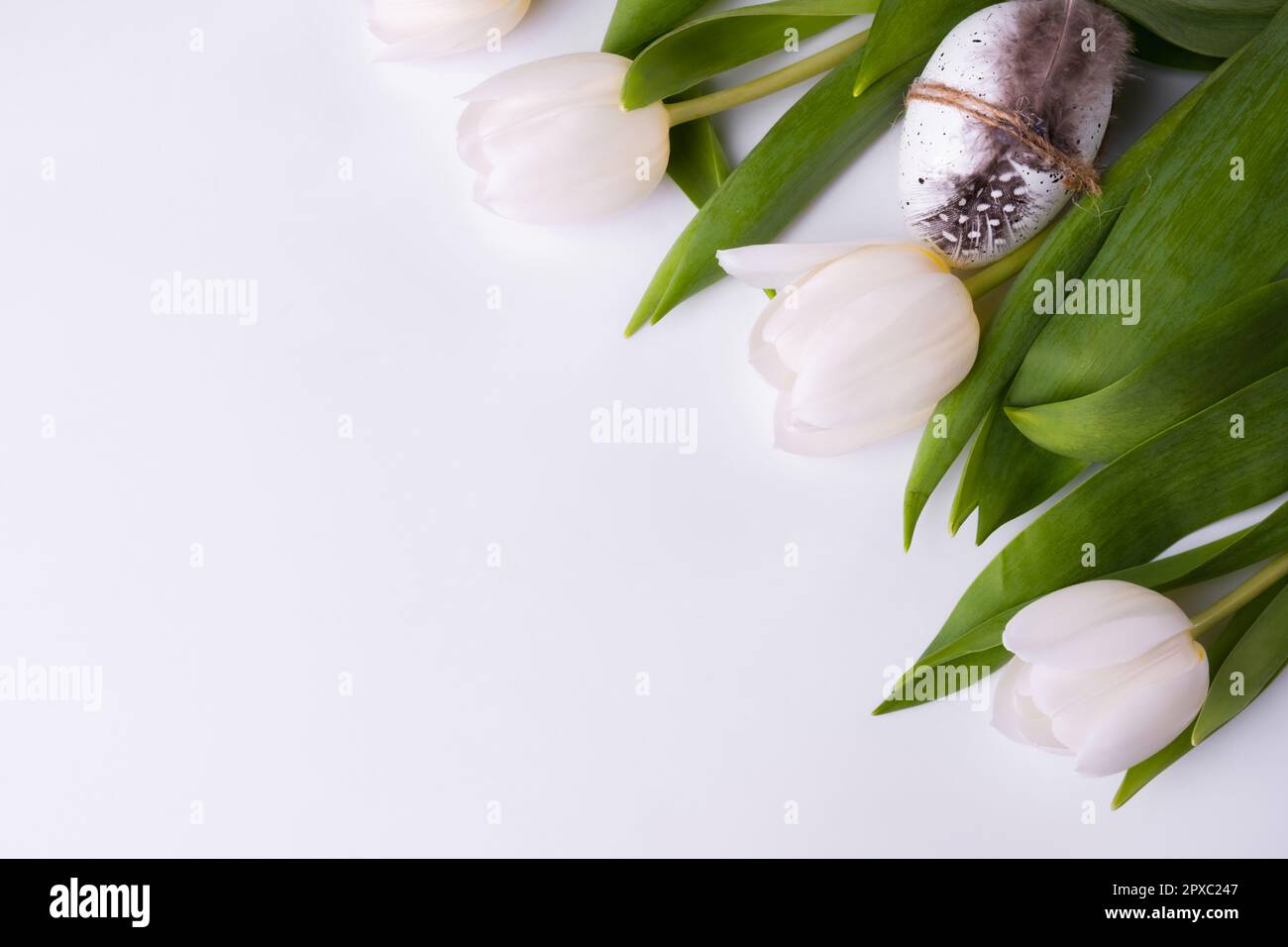 Festive composition with tulips and quail eggs. Easter background. Stock Photo