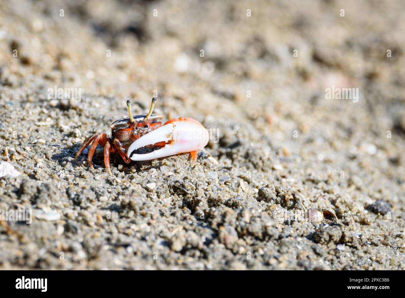 Sand crab sea food hi-res stock photography and images - Page 8