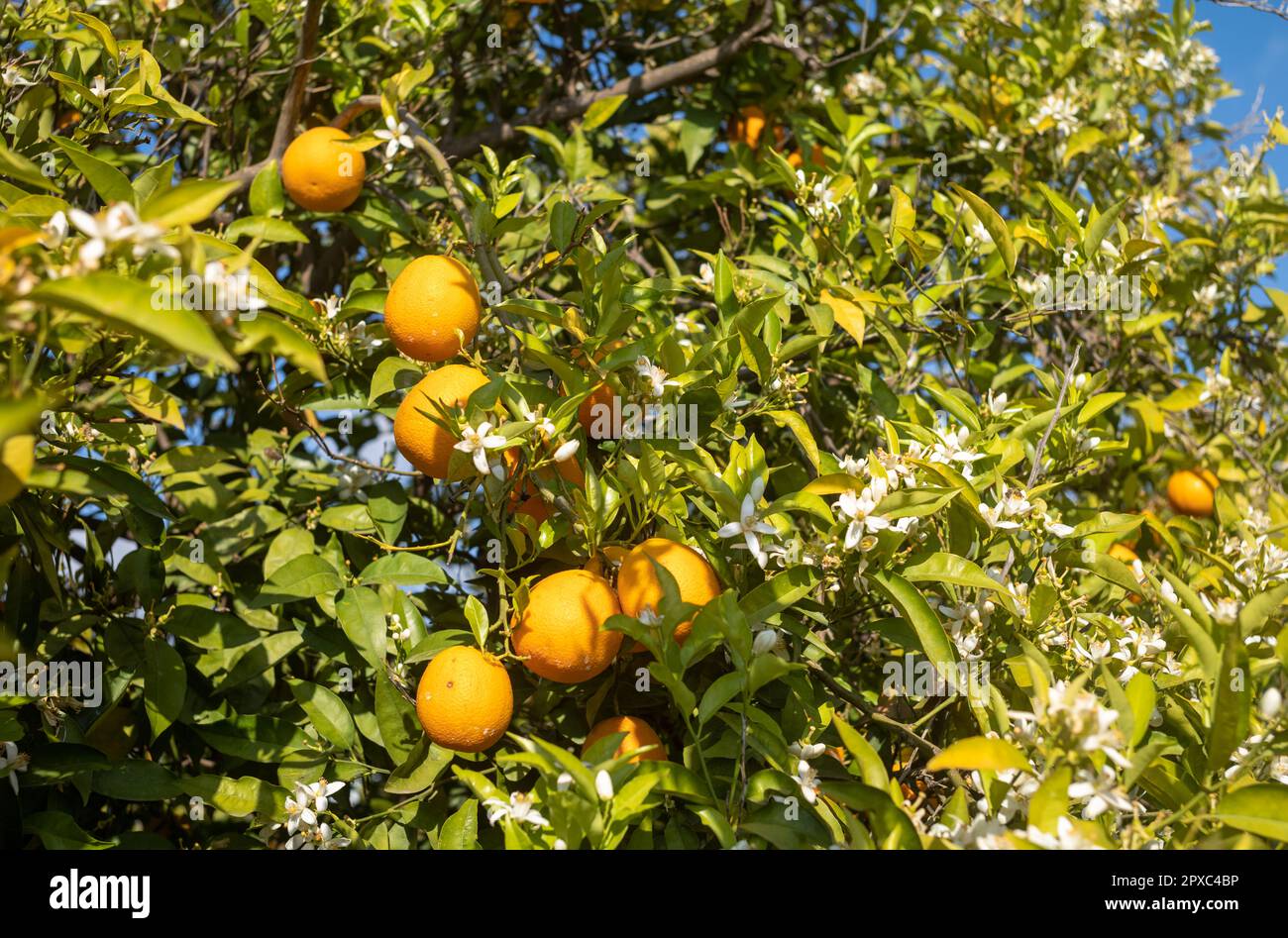 This closeup of an orange tree in the Taurus (Toros) Mountains near