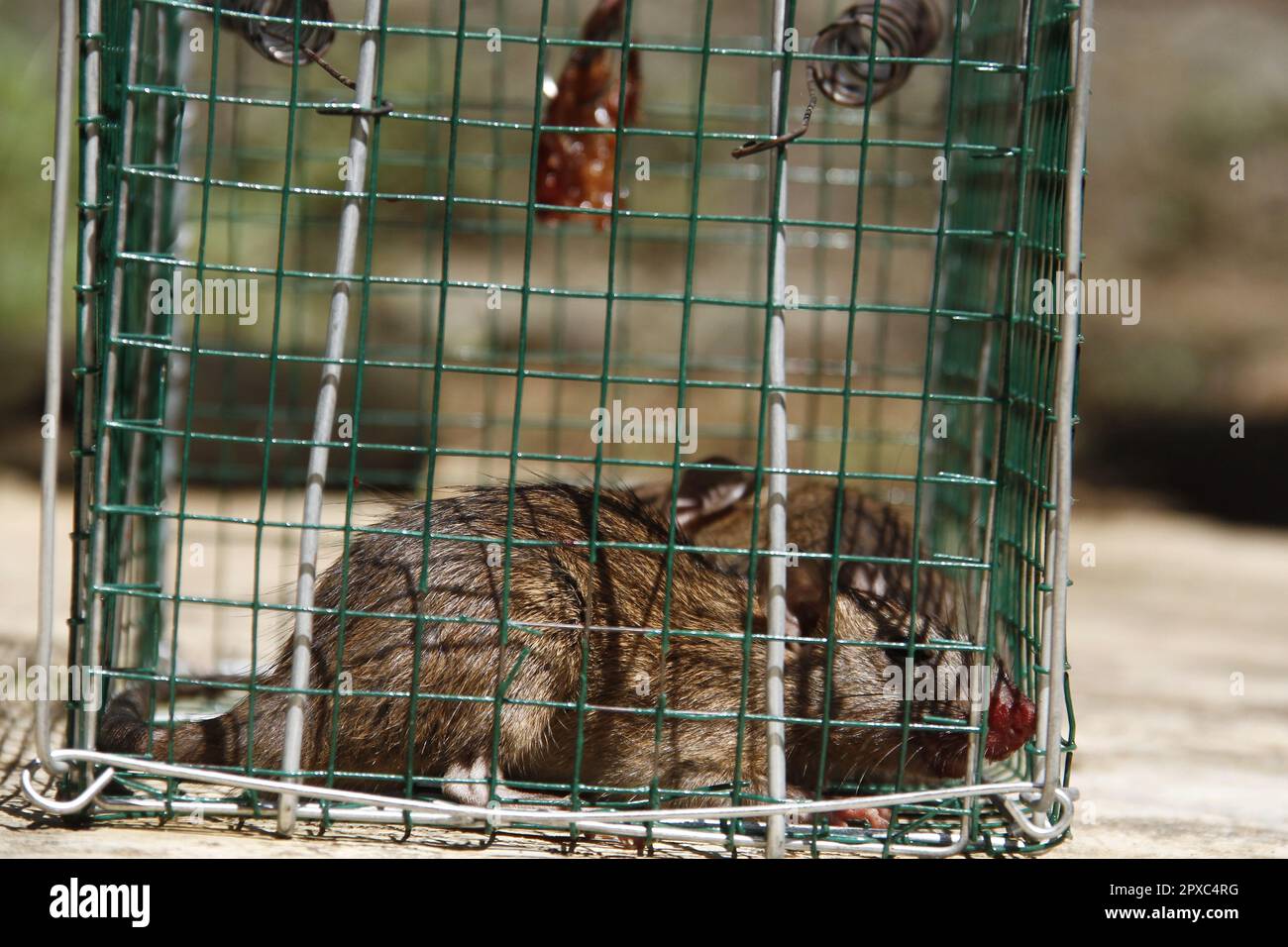 A mouse caught in a trap Stock Photo Alamy
