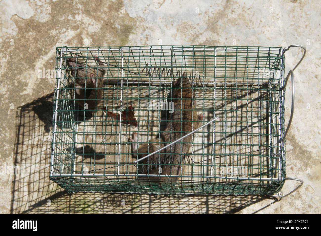 Rat trap cage hi-res stock photography and images - Alamy