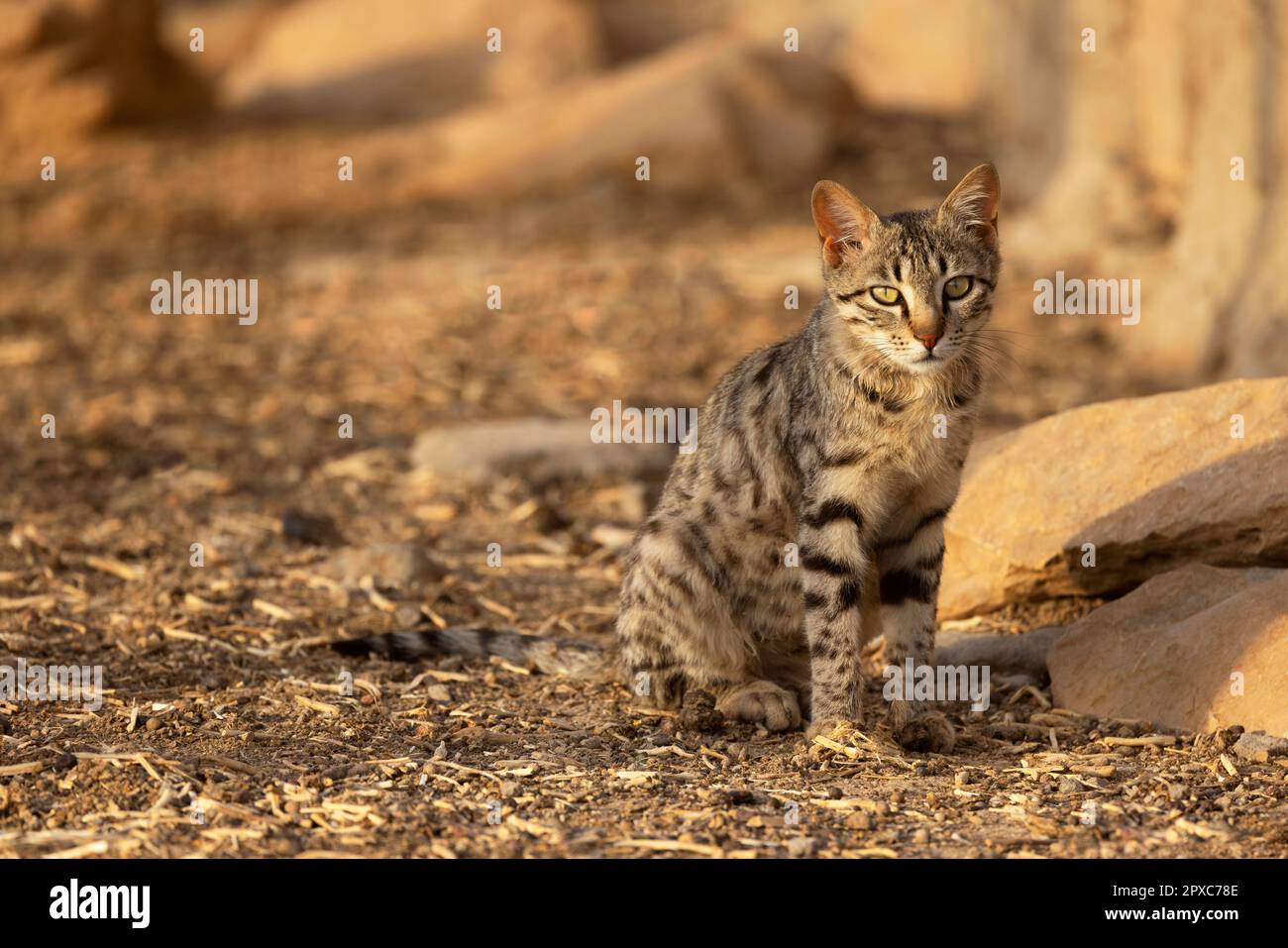 Asiatic Wildcat, Felis silvestris ornata, Desert National Park, Jaisalmer, Rajasthan, India Stock Photo