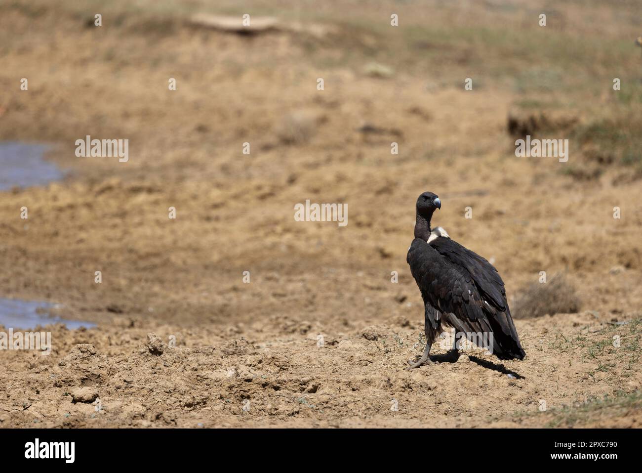 White-rumped Vulture, Gyps bengalensis, Desert National Park, Jaisalmer, Rajasthan, India Stock Photo