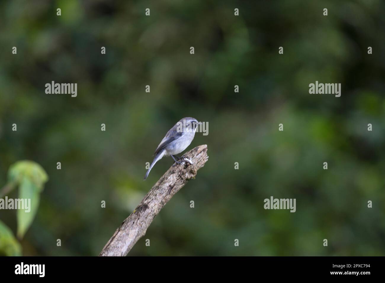 Grey Bush Chat, Saxicola ferreus, male, Pangolakha Wildlife Sanctuary, Sikkim, India Stock Photo