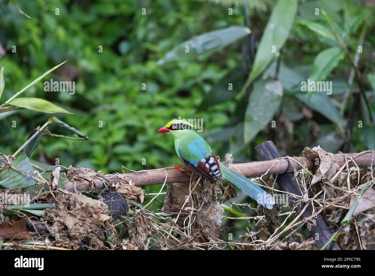 Common Green Magpie, Cissa chinensis, Pangolakha Wildlife Sanctuary, Sikkim, India Stock Photo