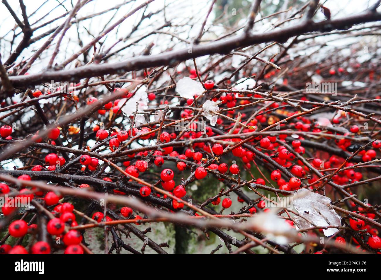 Cotoneaster splayed Cotoneaster divaricatus. Cotoneaster is a genus of non-thorny shrubs, less often small trees of the Rosaceae family. The fruits ar Stock Photo