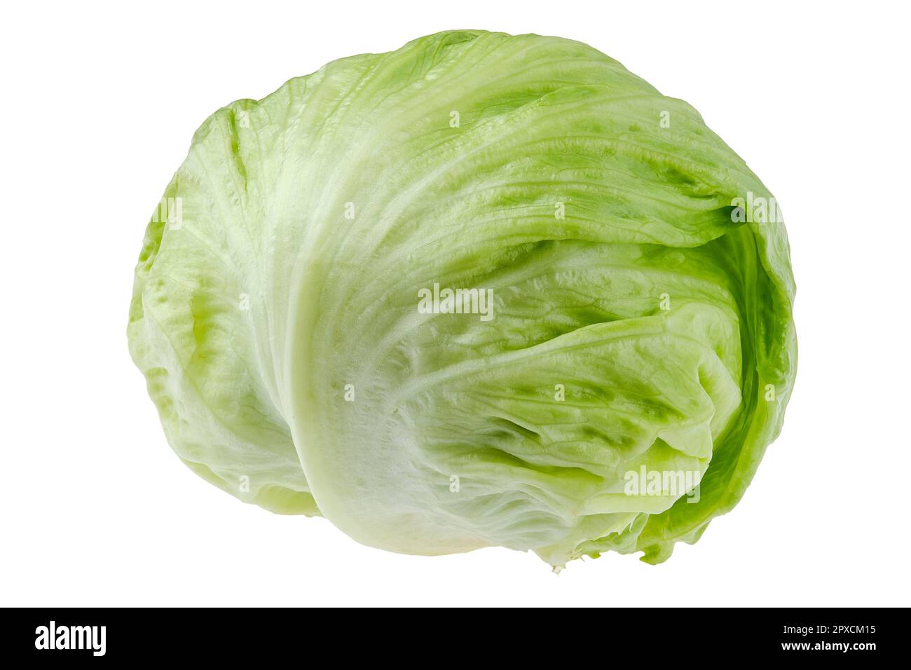Whole big iceberg lettuce or crisphead lettuce isolated on white