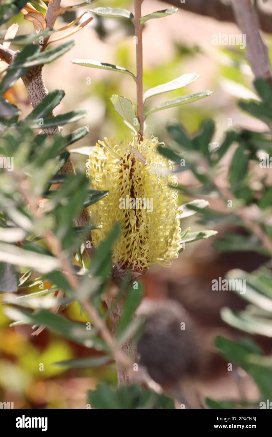 Banksia marginata hi-res stock photography and images - Alamy