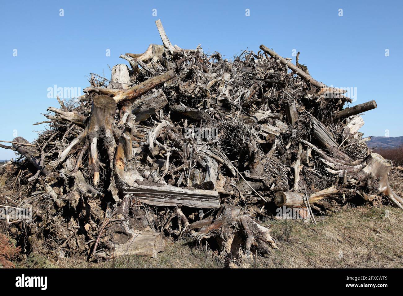 Nach der Waldrodung bleiben Baumstubben, Äste und Wurzelwerk zurück, hier aufgeschichtet auf der Markshöhe im Naturpark Homert, die Freifläche wurde m Stock Photo