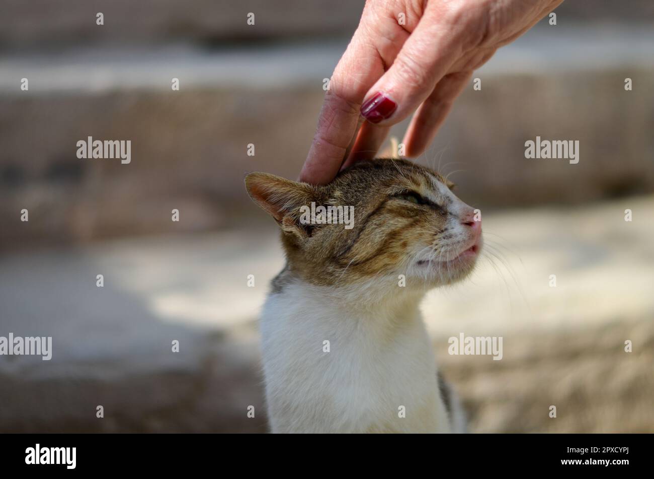 Old female tourist pets Egyptian baladi stray feral cat at the Temple