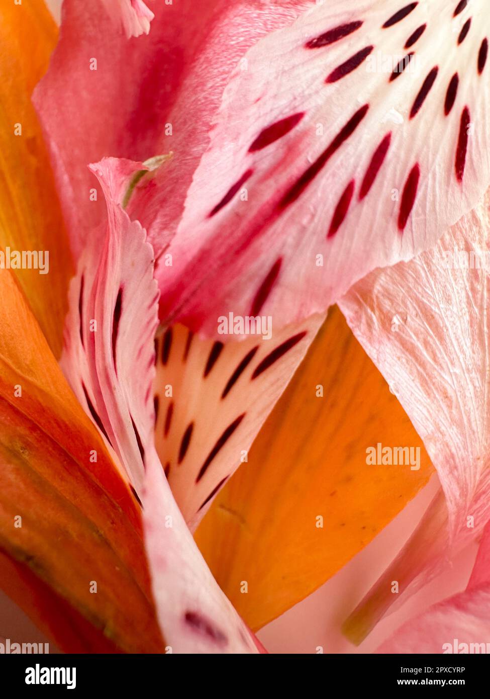 Stripes petals hi-res stock photography and images - Alamy