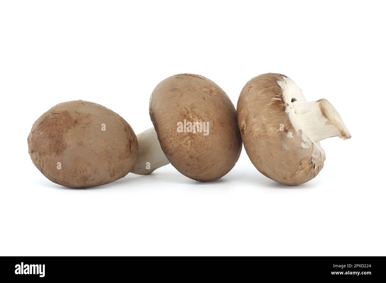 Fresh Baby Bella or Cremini whole mushrooms isolated on white