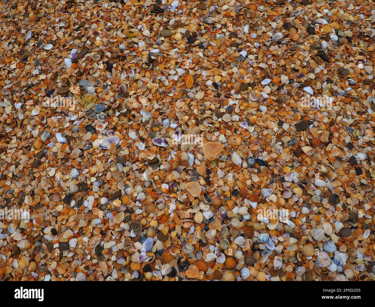 Shells from gastropods of bivalve molluscs living in the Azov and Black seas. Beige, brown, black, white seashells on the shore. The village of Golubi Stock Photo