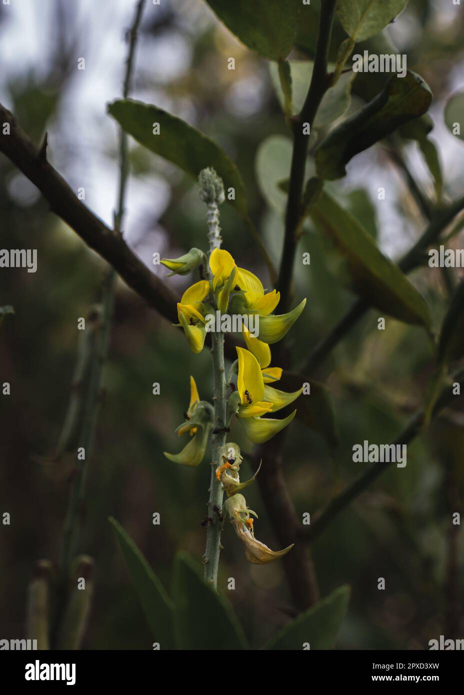 Yellow Rattlepod Rattlepods hi-res stock photography and images - Alamy