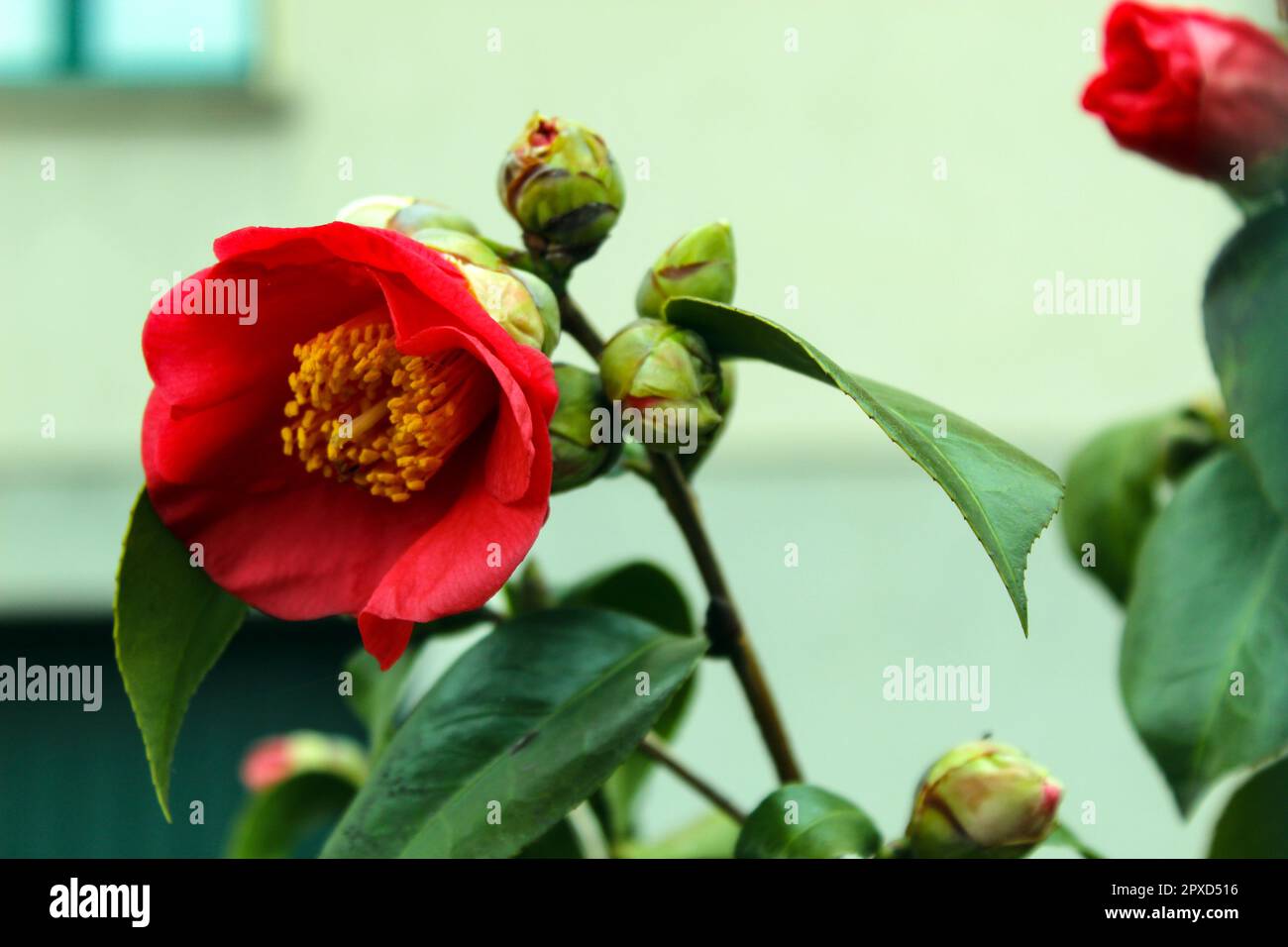 Japanese camellia red flowwer Stock Photo