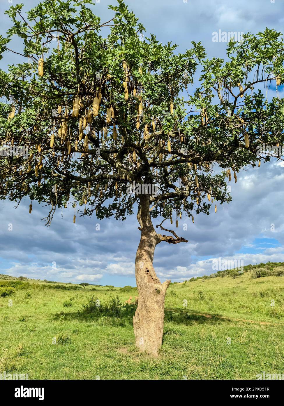 A beautiful sausage tree Kigelia africana in the savannah of Kenya in ...