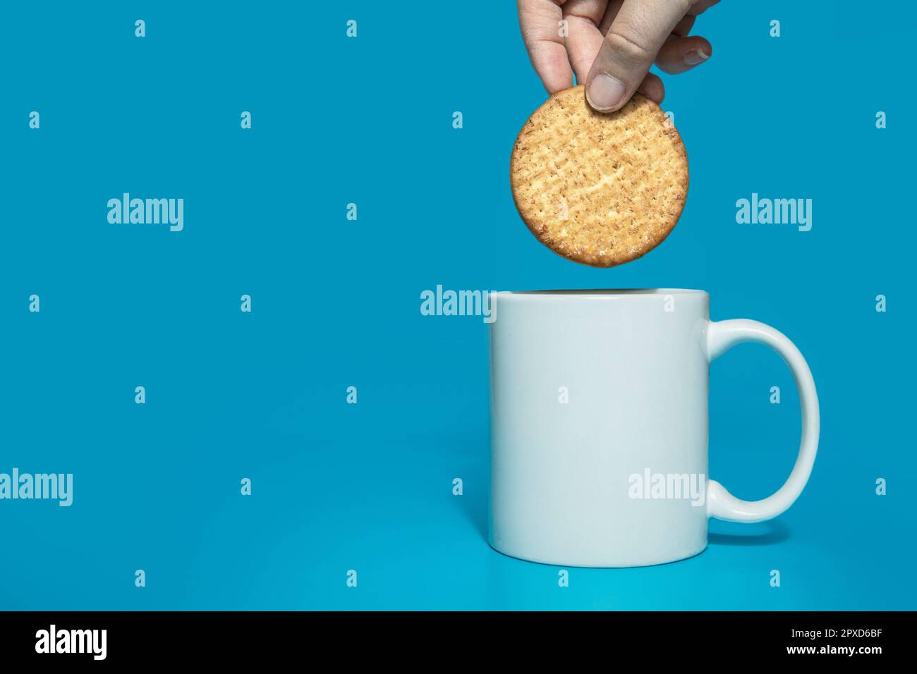 Female hand dipping normal healthy grain cookies in white mug of milk on blue background, copy space.Dairy,drink concept tasty snack Stock Photo