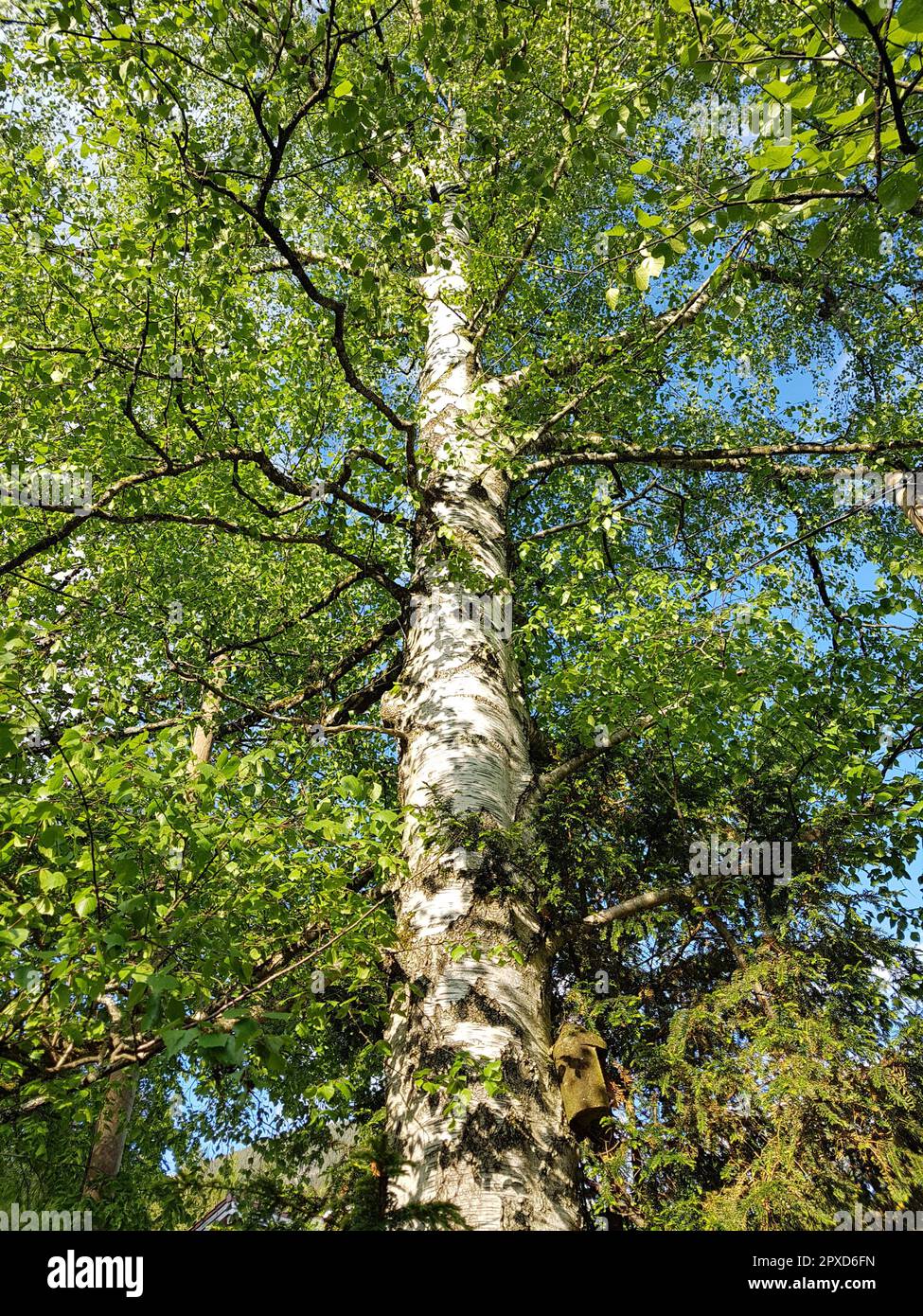 Birkenbaum, Birke Betula, ist ein heimischer, Baum der auch als