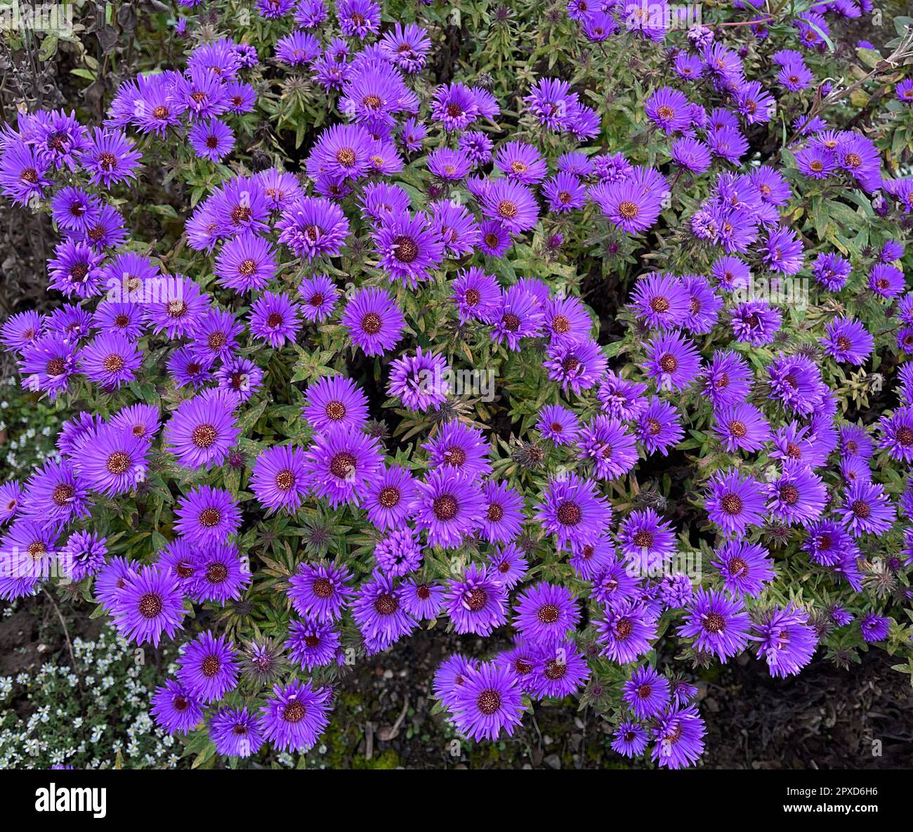 Rauhblattaster, Aster novae-angliae, Purple Dome. Diese schoene, kugelige Zwerg-Sorte mit ihren purpurvioletten Blueten eignet sich vor allem für den Stock Photo