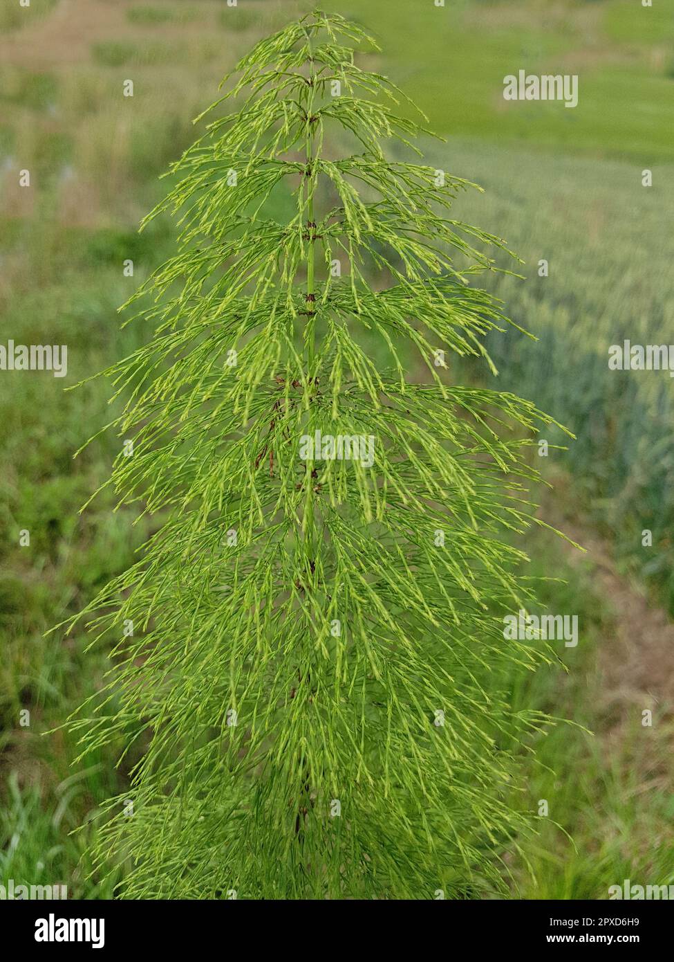 Riesen-Schachtelhalm, Equisetum telmateia. Der sehr dekorative und beeindruckende Riesen - Schachtelhalm eignet sich besonders gut fuer feuchte Stando Stock Photo